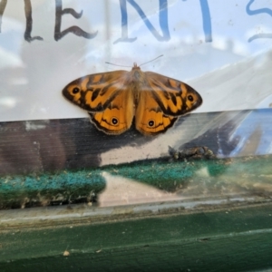 Heteronympha merope at QPRC LGA - 30 Dec 2023