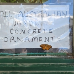 Heteronympha merope at QPRC LGA - 30 Dec 2023