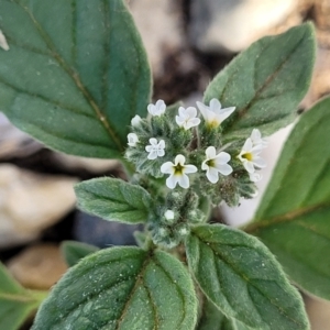 Heliotropium europaeum at Little Billabong, NSW - 30 Dec 2023