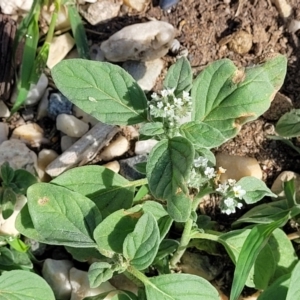 Heliotropium europaeum at Little Billabong, NSW - 30 Dec 2023