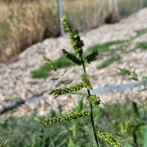 Echinochloa crus-galli at Little Billabong, NSW - 30 Dec 2023