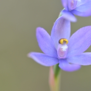 Thelymitra sp. (nuda complex) at QPRC LGA - 10 Nov 2022