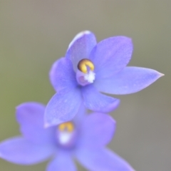 Thelymitra sp. (nuda complex) at QPRC LGA - suppressed