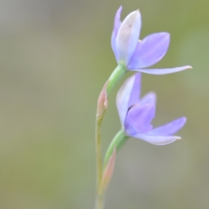 Thelymitra sp. (nuda complex) at QPRC LGA - 10 Nov 2022