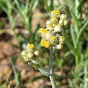 Pseudognaphalium luteoalbum at Little Billabong, NSW - 30 Dec 2023