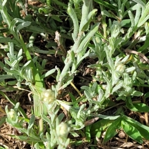 Pseudognaphalium luteoalbum at Little Billabong, NSW - 30 Dec 2023