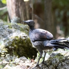 Menura novaehollandiae at Tidbinbilla Nature Reserve - 30 Dec 2023 10:13 AM