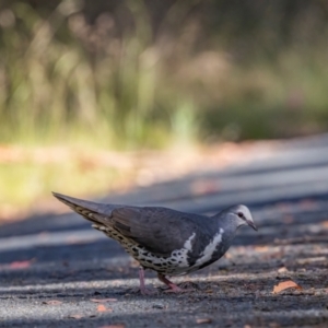 Leucosarcia melanoleuca at Tidbinbilla Nature Reserve - 30 Dec 2023