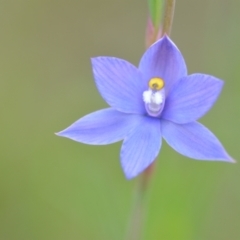Thelymitra sp. (nuda complex) (Sun Orchid) at Wamboin, NSW - 10 Nov 2022 by natureguy