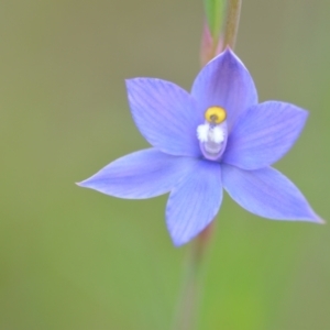 Thelymitra sp. (nuda complex) at QPRC LGA - suppressed