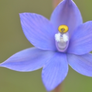 Thelymitra sp. (nuda complex) at QPRC LGA - suppressed