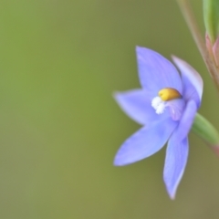 Thelymitra sp. (nuda complex) at QPRC LGA - suppressed