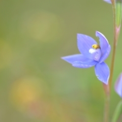 Thelymitra sp. (nuda complex) at QPRC LGA - suppressed