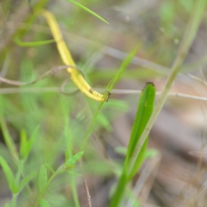 Thelymitra sp. (nuda complex) at QPRC LGA - suppressed