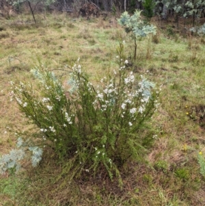 Kunzea ericoides at Pialligo, ACT - 27 Dec 2023
