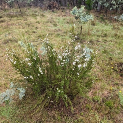 Kunzea ericoides (Burgan) at Pialligo, ACT - 27 Dec 2023 by WalterEgo