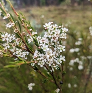 Kunzea ericoides at Pialligo, ACT - 27 Dec 2023