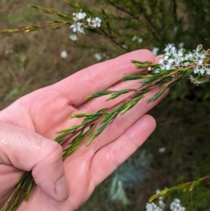 Kunzea ericoides at Pialligo, ACT - 27 Dec 2023