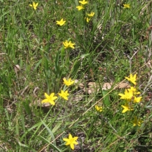 Hypoxis hygrometrica at The Pinnacle - 22 Dec 2023