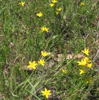 Hypoxis hygrometrica (Golden Weather-grass) at Hawker, ACT - 22 Dec 2023 by pinnaCLE