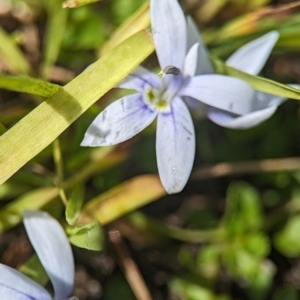 Isotoma fluviatilis subsp. australis at Tidbinbilla Nature Reserve - 28 Dec 2023