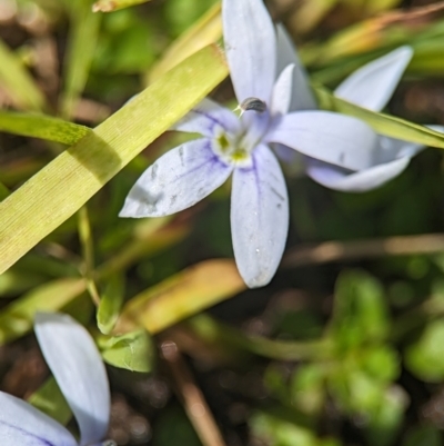 Isotoma fluviatilis subsp. australis (Swamp Isotome) at Tidbinbilla Nature Reserve - 28 Dec 2023 by Miranda