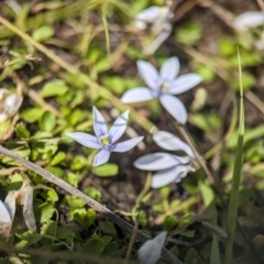 Isotoma fluviatilis subsp. australis at Tidbinbilla Nature Reserve - 28 Dec 2023 10:26 AM