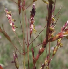 Sorghum leiocladum (Wild Sorghum) at The Pinnacle - 22 Dec 2023 by pinnaCLE