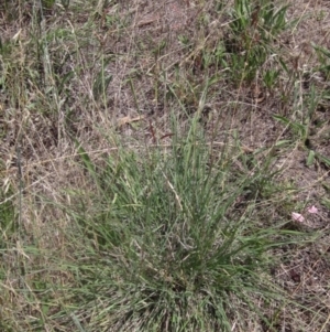 Sorghum leiocladum at The Pinnacle - 22 Dec 2023 11:03 AM