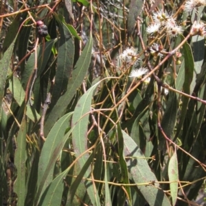 Eucalyptus rubida subsp. rubida at The Pinnacle - 22 Dec 2023 11:10 AM