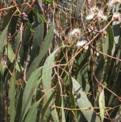 Eucalyptus rubida subsp. rubida (Candlebark) at The Pinnacle - 22 Dec 2023 by pinnaCLE