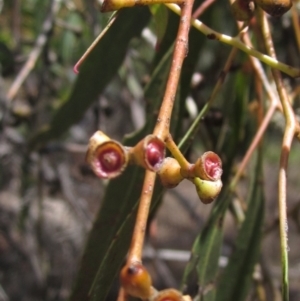 Eucalyptus rubida subsp. rubida at The Pinnacle - 22 Dec 2023 11:10 AM