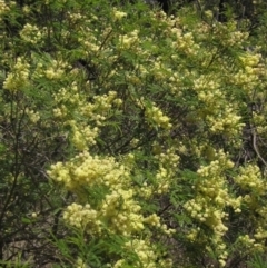 Acacia mearnsii (Black Wattle) at Weetangera, ACT - 22 Dec 2023 by pinnaCLE