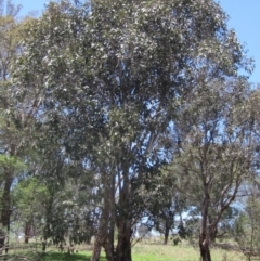 Eucalyptus globulus subsp. maidenii (Maiden's Gum, Blue Gum) at Whitlam, ACT - 22 Dec 2023 by pinnaCLE