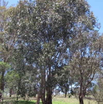 Eucalyptus maidenii (Maiden's Gum, Blue Gum) at The Pinnacle - 22 Dec 2023 by pinnaCLE