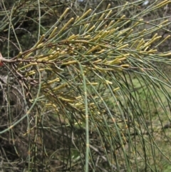 Allocasuarina verticillata (Drooping Sheoak) at The Pinnacle - 22 Dec 2023 by pinnaCLE