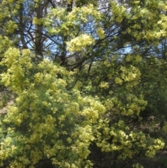 Acacia mearnsii (Black Wattle) at The Pinnacle - 22 Dec 2023 by pinnaCLE