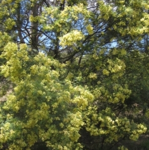 Acacia mearnsii at The Pinnacle - 22 Dec 2023 11:38 AM