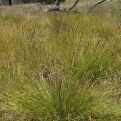 Carex appressa (Tall Sedge) at Whitlam, ACT - 22 Dec 2023 by pinnaCLE
