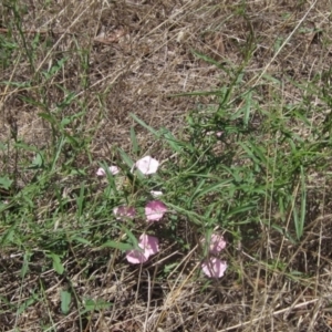 Convolvulus angustissimus subsp. angustissimus at The Pinnacle - 22 Dec 2023 11:44 AM