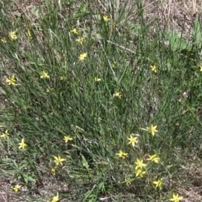 Tricoryne elatior (Yellow Rush Lily) at The Pinnacle - 22 Dec 2023 by pinnaCLE
