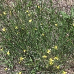 Tricoryne elatior (Yellow Rush Lily) at Whitlam, ACT - 22 Dec 2023 by pinnaCLE