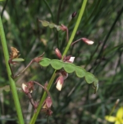 Grona varians (Slender Tick-Trefoil) at The Pinnacle - 22 Dec 2023 by pinnaCLE