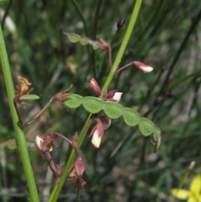 Grona varians (Slender Tick-Trefoil) at Whitlam, ACT - 22 Dec 2023 by pinnaCLE