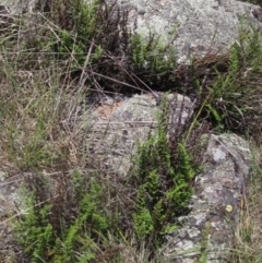 Cheilanthes sieberi subsp. sieberi (Narrow Rock Fern) at Whitlam, ACT - 22 Dec 2023 by pinnaCLE
