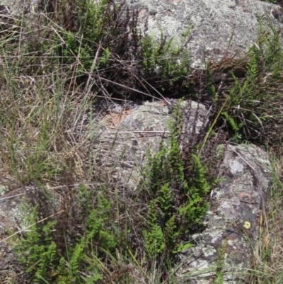 Cheilanthes sieberi subsp. sieberi (Narrow Rock Fern) at The Pinnacle - 22 Dec 2023 by pinnaCLE