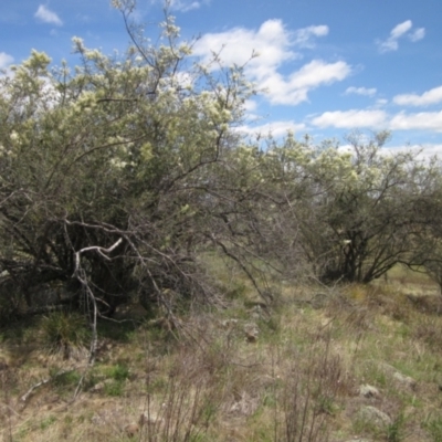 Bursaria spinosa subsp. spinosa (Blackthorn, Boxthorn) at Whitlam, ACT - 22 Dec 2023 by pinnaCLE