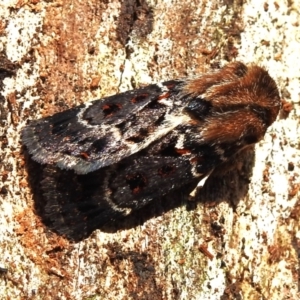 Proteuxoa sanguinipuncta at Namadgi National Park - 30 Dec 2023