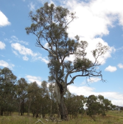 Eucalyptus blakelyi (Blakely's Red Gum) at Whitlam, ACT - 22 Dec 2023 by pinnaCLE