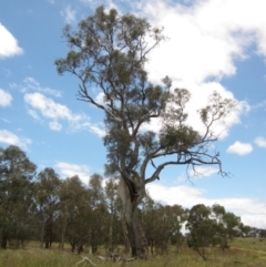 Eucalyptus blakelyi (Blakely's Red Gum) at The Pinnacle - 22 Dec 2023 by pinnaCLE